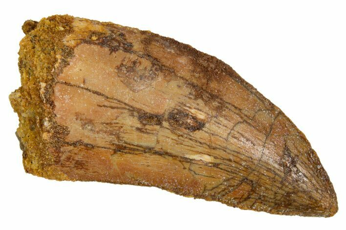 Serrated, Carcharodontosaurus Tooth - Real Dinosaur Tooth #322065